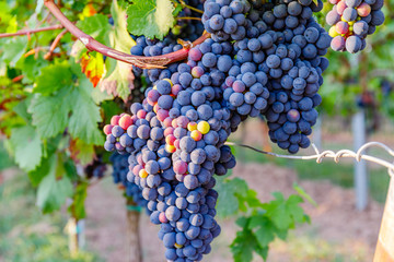  New vintage wine background concept,  close up