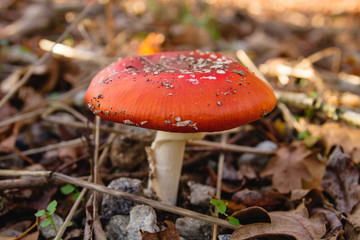 Amanita muscaria or fly agaric mushroom
