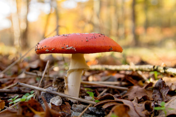 Wild amanita muscaria mushroom in the autumnal forest