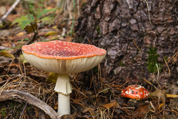 Amanita muscaria mushrooms growing wild in the forest