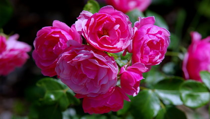 Pink roses in the garden