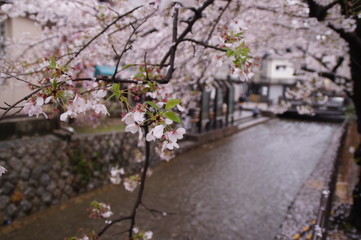 Obraz na płótnie Canvas japanese cherry blossom