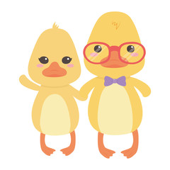Couple of ducks cartoons design