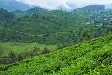 Fototapeta na wymiar Beautiful tea plantations in hills near Munnar, Kerala, India.