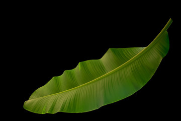 Fresh banana leaf isolated on back background.