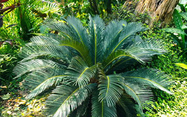 Green cycad,Green cycad plants in garden.