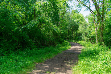 Forest Trail with Lush Green Plants and Trees at Red Gate Woods in Suburban Chicago