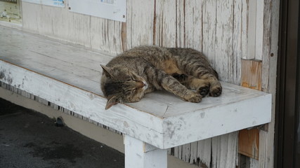 ベンチで眠る猫
