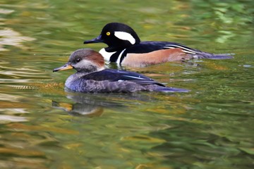 A pair of Hooded merganser swimming in the pond.  The George C. Reifel Migratory Bird Sanctuary BC Canada