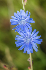 Chicory flowers on meadow. Blooming chicory flowers on a green grass. Meadow with chicory flowers. Wild nature flower. Chicory flowers on field in summer day.