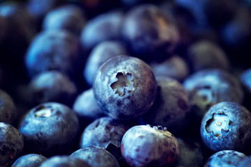 Many fresh blueberries, hand picked in the springtime