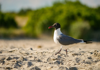 Sand Walk