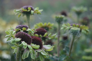 Echinacea in a fog