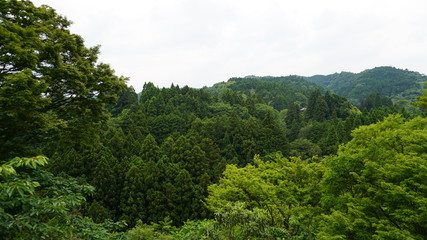 自然の森
