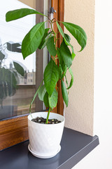 Green potted avocado plant on window still. - 275484741