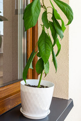 Green potted avocado plant on window still. - 275484746