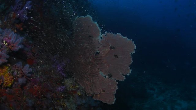 Gorgonian sea fan covered by shoal of Glassfish with school of Bluefin trevally in the background
