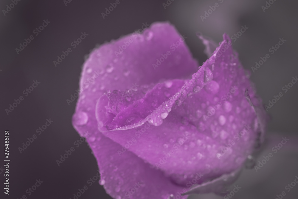 Wall mural vintage flower rose with drops of water, close up detail