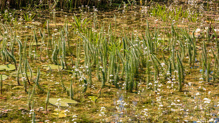 Beautiful water plants at Infohaus Isarmündung - Moos - Bavaria - Germany