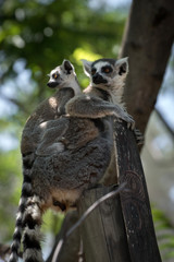 Madre lemur de cola anillada con su cría pequeña