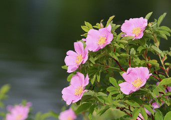 Wild roses by a lake