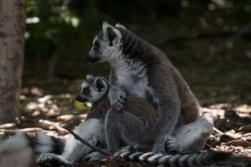 Madre lemur de cola anillada con su cría pequeña