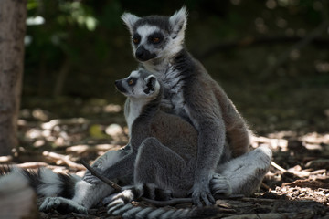 Madre lemur de cola anillada con su cría pequeña