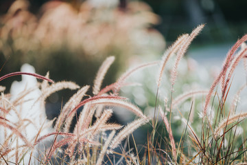 Woman hand running through meadow field with wilde flowers. Girl's hand touching wildflowers closeup. Health care concept. Rural field. Hand Skin care treatment, Alternative medicine. Environment