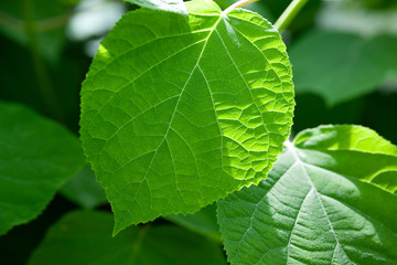 Green leaf shines through the sunlight, selective focus.