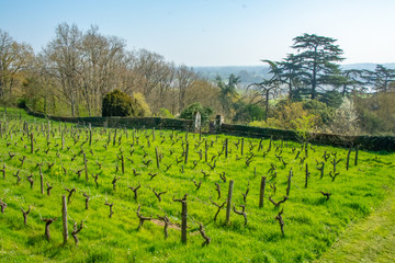 Fototapeta na wymiar French vineyards