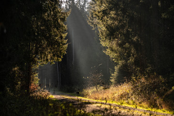 Autumn Forest Light Rays Road