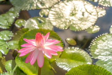 Pink lotus blomming in pond.