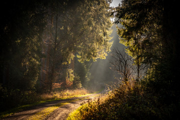 Autumn Forest Light Rays Road