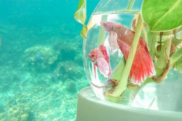 Fish in fishbowl with underwater background.