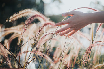 Woman hand running through meadow field with wilde flowers. Girl's hand touching wildflowers...