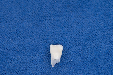 子供の抜けた歯　左前歯（左中切歯）　裏側