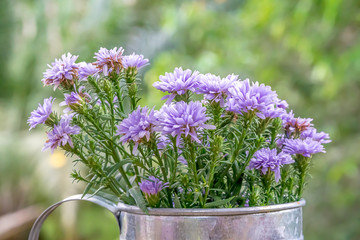 Purple flower growth in steel pot.