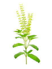 Fresh herbs. Green basil Isolated on white background