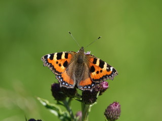 small tortoiseshell butterfly (Aglais urticae)