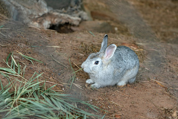 Rabbit grey color feeding on the floor