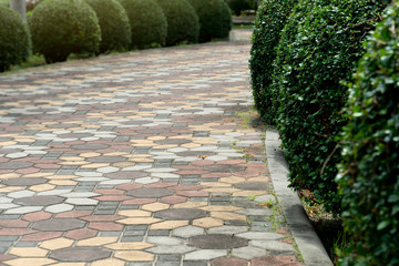 Fling the green ornamental tree on the side of the brick pathway.