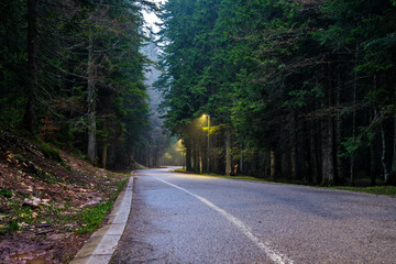 Way through dark conifer forest in the night illuminated by streets lamps creating mystical atmosphere with their light beam in the fog