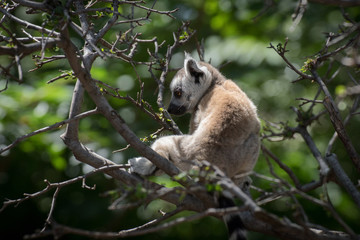 Joven cría de lemur de cola anillada