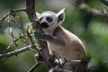 Joven cría de lemur de cola anillada