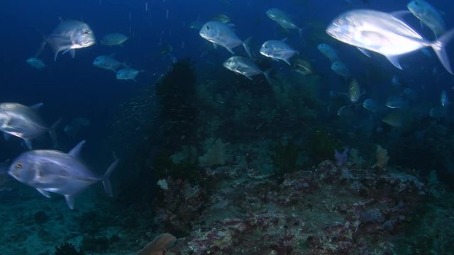 School of Longnose emperor, Rainbow runner and Trevally feeding on Glassfish in tropical coral reef 