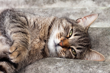 Tabby cat lying on a slate roof and resting