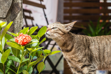 cute wild cat and plant closeup day view