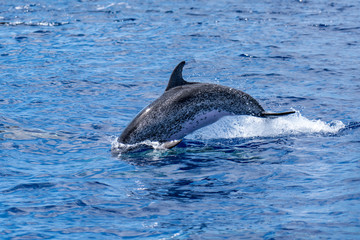 Atlantic Ocean spotted dolphin madeira jumping 