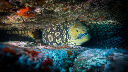 Madeira Tiger Moray eel  Glass-tooth Moray eel 