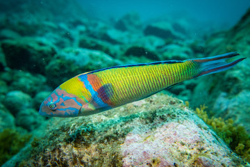 Diving Madeira colorful Turkish wrasse